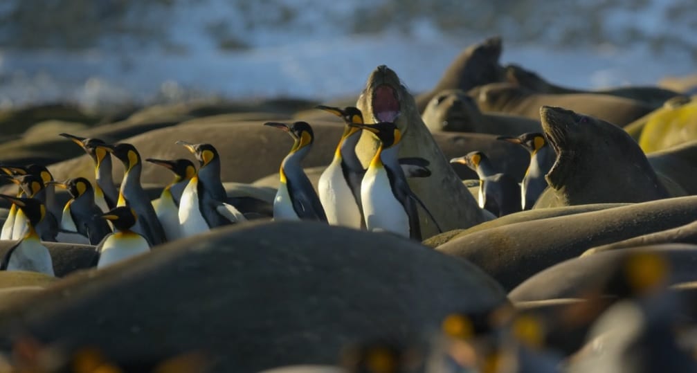 Nuestro planeta pingüinos